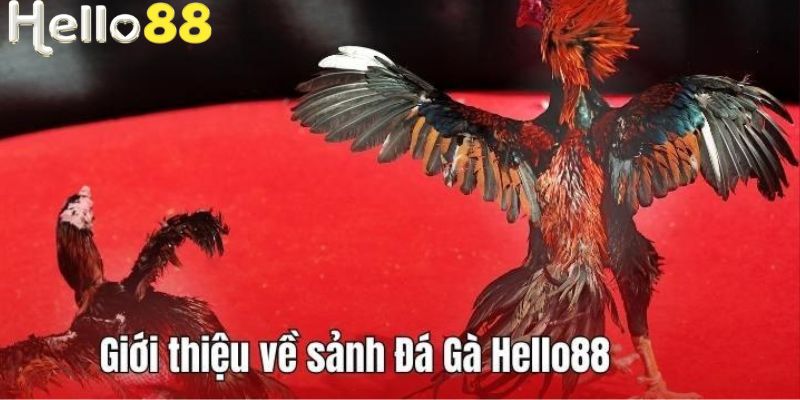 Sảnh đá gà nhà cái Hello88 có sự phát triển mạnh